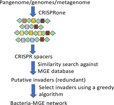 Revealing bacteria-phage interactions in human microbiome through the CRISPR-Cas immune systems